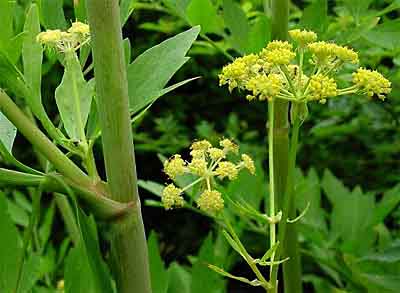 levisticum officinale